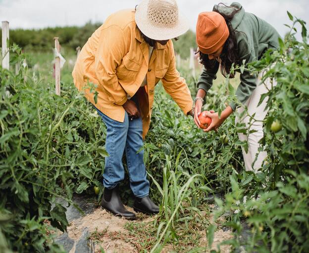 Photo by Zen Chung: https://www.pexels.com/photo/anonymous-local-female-farmers-picking-vegetables-during-harvesting-season-in-garden-5529604/